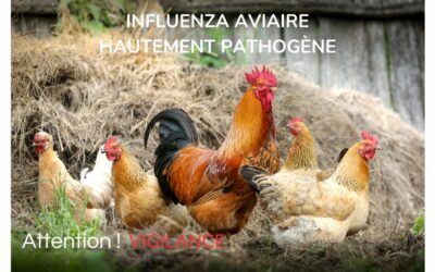 INFLUENZA AVIAIRE HAUTEMENT PATHOGÈNE (IAHP)