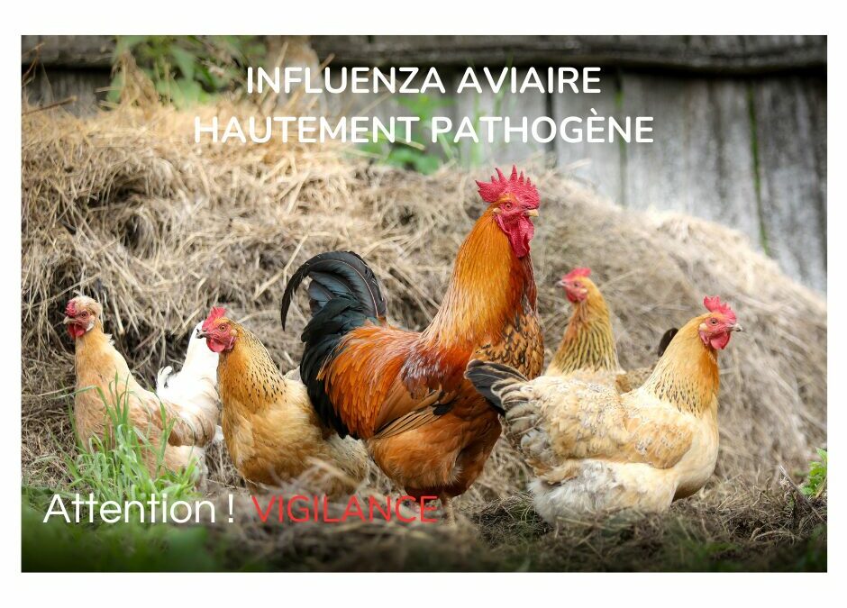 INFLUENZA AVIAIRE HAUTEMENT PATHOGÈNE (IAHP)