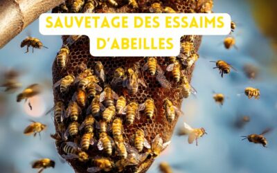 Essaims d’abeilles
